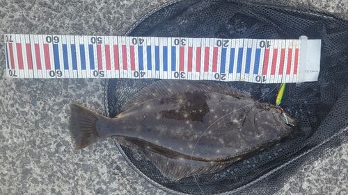 ヒラメの釣果
