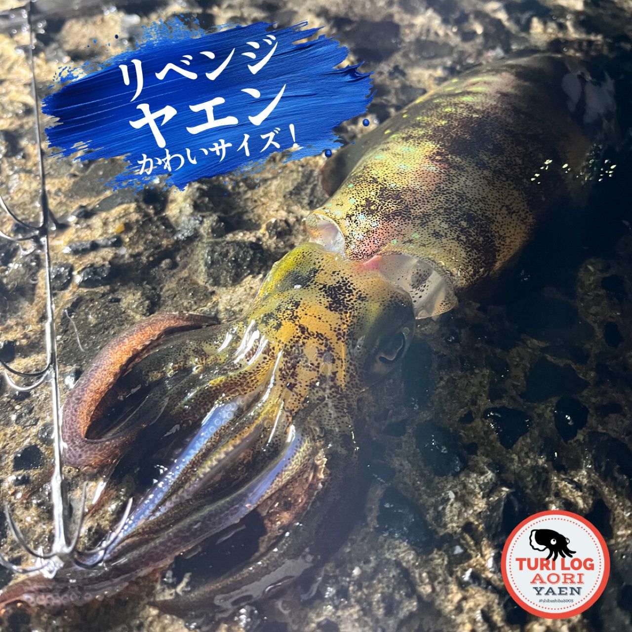 SHIMANO 10アオリスタ CI4 2500の最安値・インプレ・釣果 | 本音の