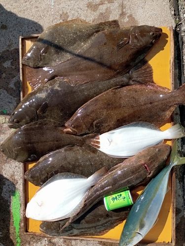 ヒラメの釣果