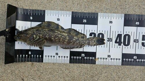 アイナメの釣果