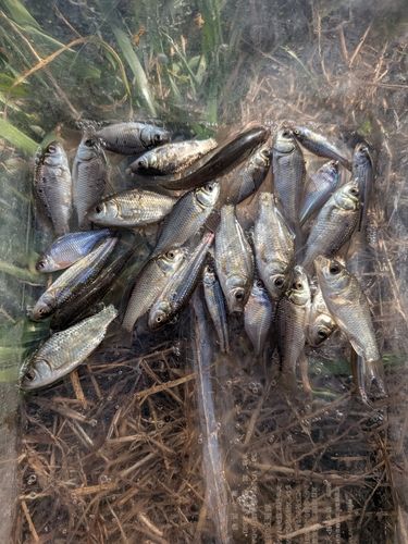 タイリクバラタナゴの釣果