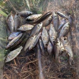 タイリクバラタナゴ