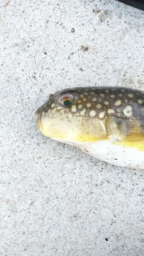 コモンフグの釣果