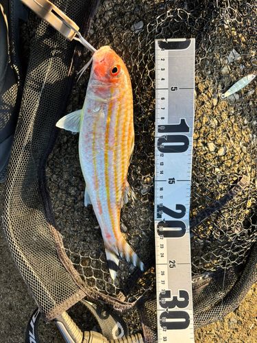 ヨメヒメジの釣果