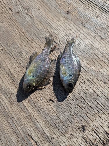 ブルーギルの釣果