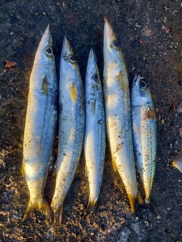 アカカマスの釣果