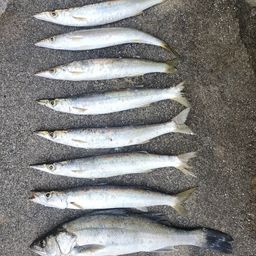 セイゴ（マルスズキ）