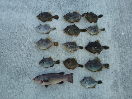 カワハギの釣果