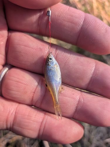 タイリクバラタナゴの釣果