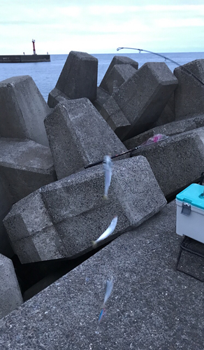 サバの釣果