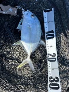 ロウニンアジの釣果