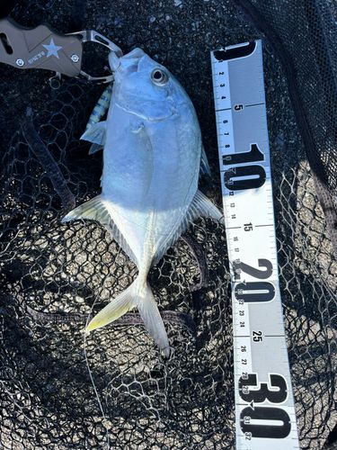 ロウニンアジの釣果