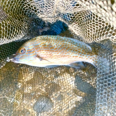 オシャレコショウダイの釣果