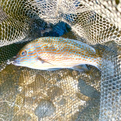 オシャレコショウダイの釣果