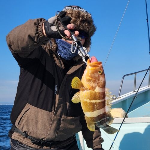 アオハタの釣果