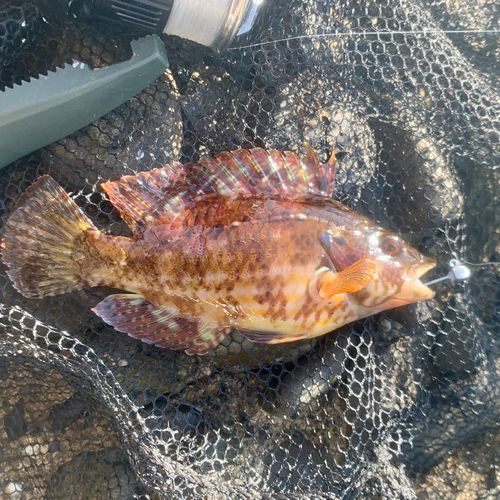 オハグロベラの釣果