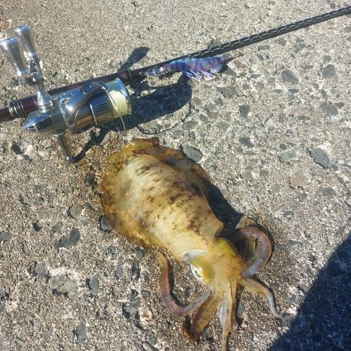 アオリイカの釣果