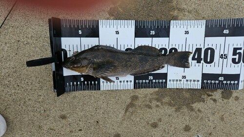 アイナメの釣果