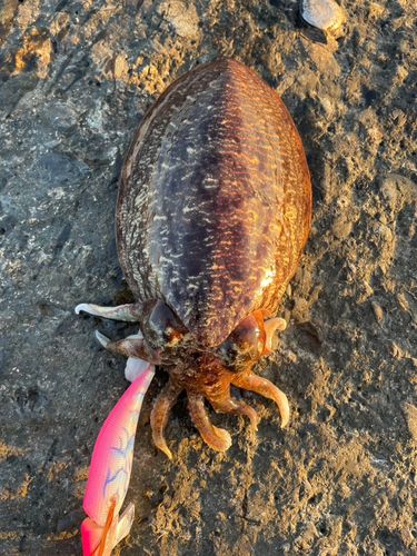 コウイカの釣果