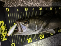 シーバスの釣果