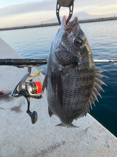 チヌの釣果