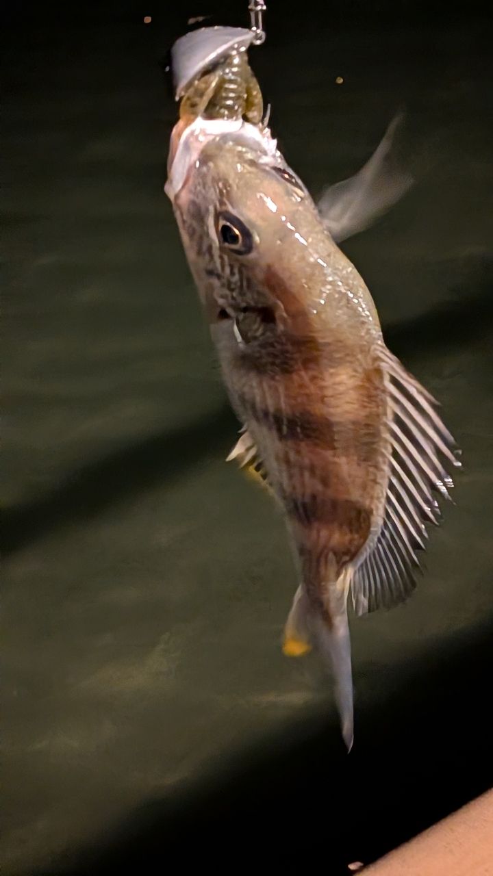 SHIMANO 23ディアルーナ S76MLの最安値・インプレ・釣果 | 本音の