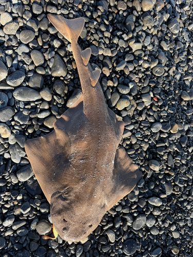 カスザメの釣果