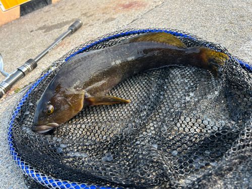 アイナメの釣果