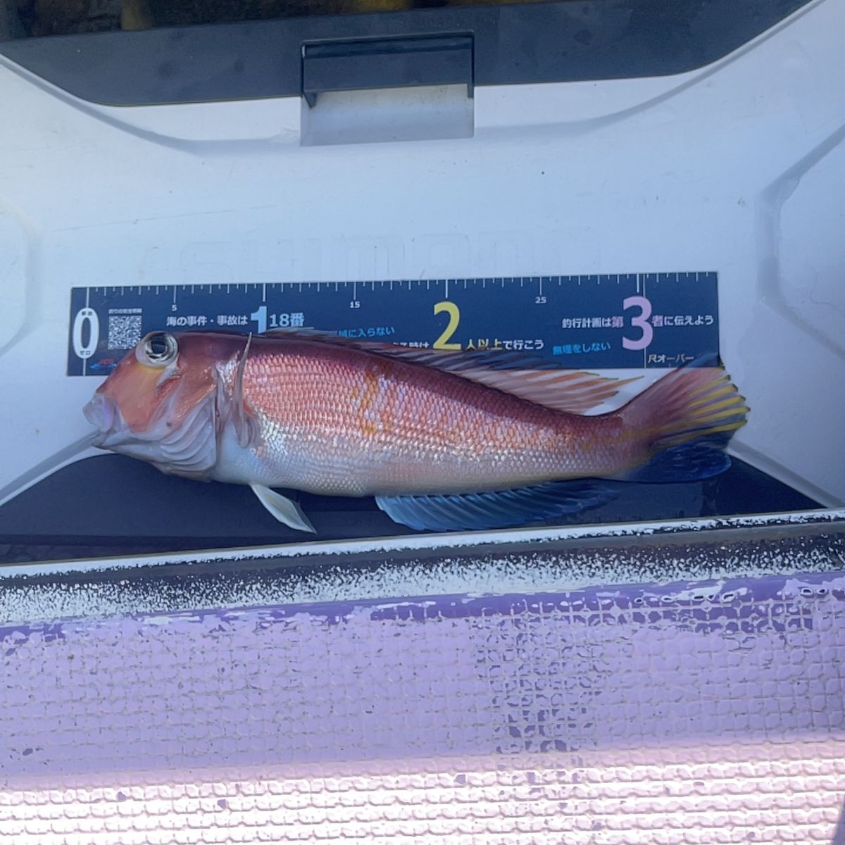 けん坊^ ^さんの釣果 1枚目の画像