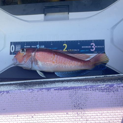 アマダイの釣果