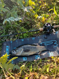 ブラックバスの釣果