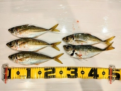 アジの釣果