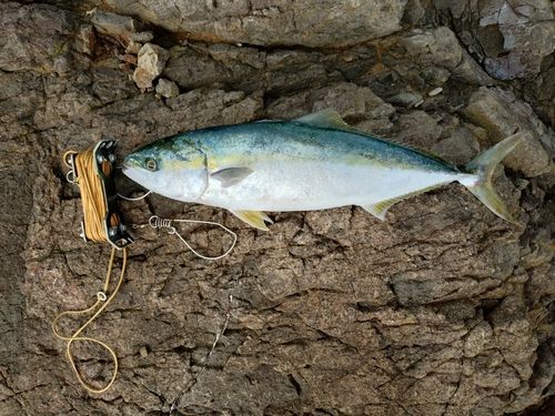 フクラギの釣果