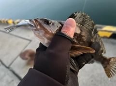 アイナメの釣果