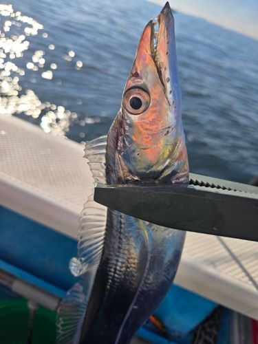 タチウオの釣果