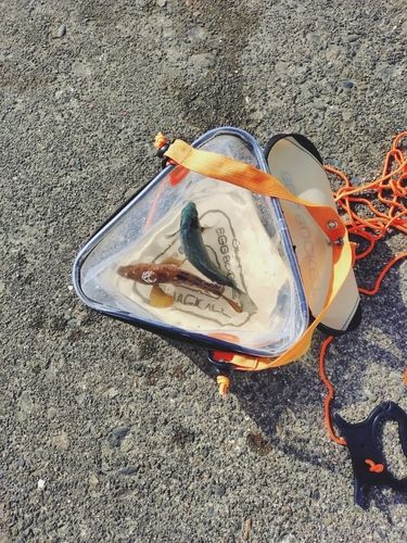 キジハタの釣果