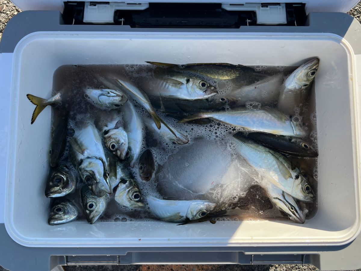 政信丸さんの釣果 3枚目の画像