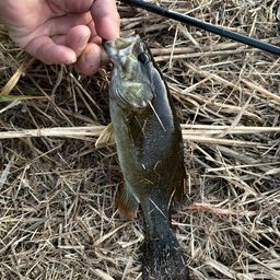 スモールマウスバス