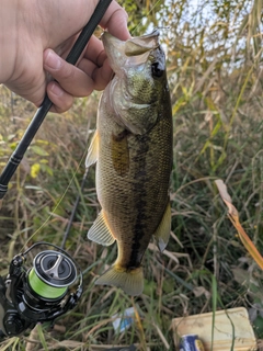 ラージマウスバスの釣果