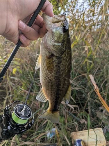 ラージマウスバスの釣果