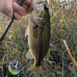 ラージマウスバス