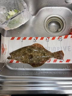 ヒラメの釣果