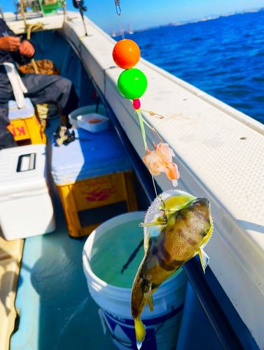 シロサバフグの釣果