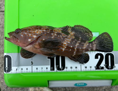 キジハタの釣果