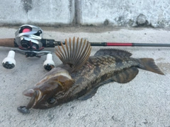 アブラコの釣果