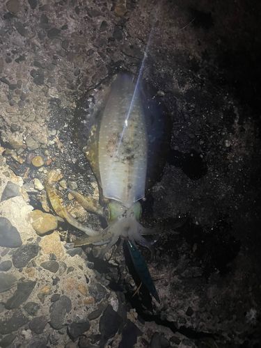 アオリイカの釣果