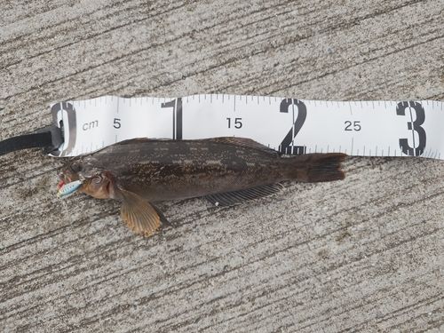 アイナメの釣果