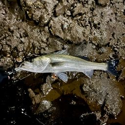 フッコ（マルスズキ）