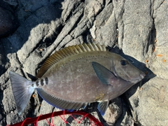 ニザダイの釣果
