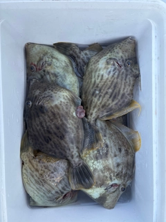 カワハギの釣果